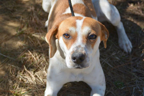 PET OF THE WEEK: Piper